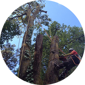 Cooperativa Lavoro Amico Tree Climbing Cura de verde