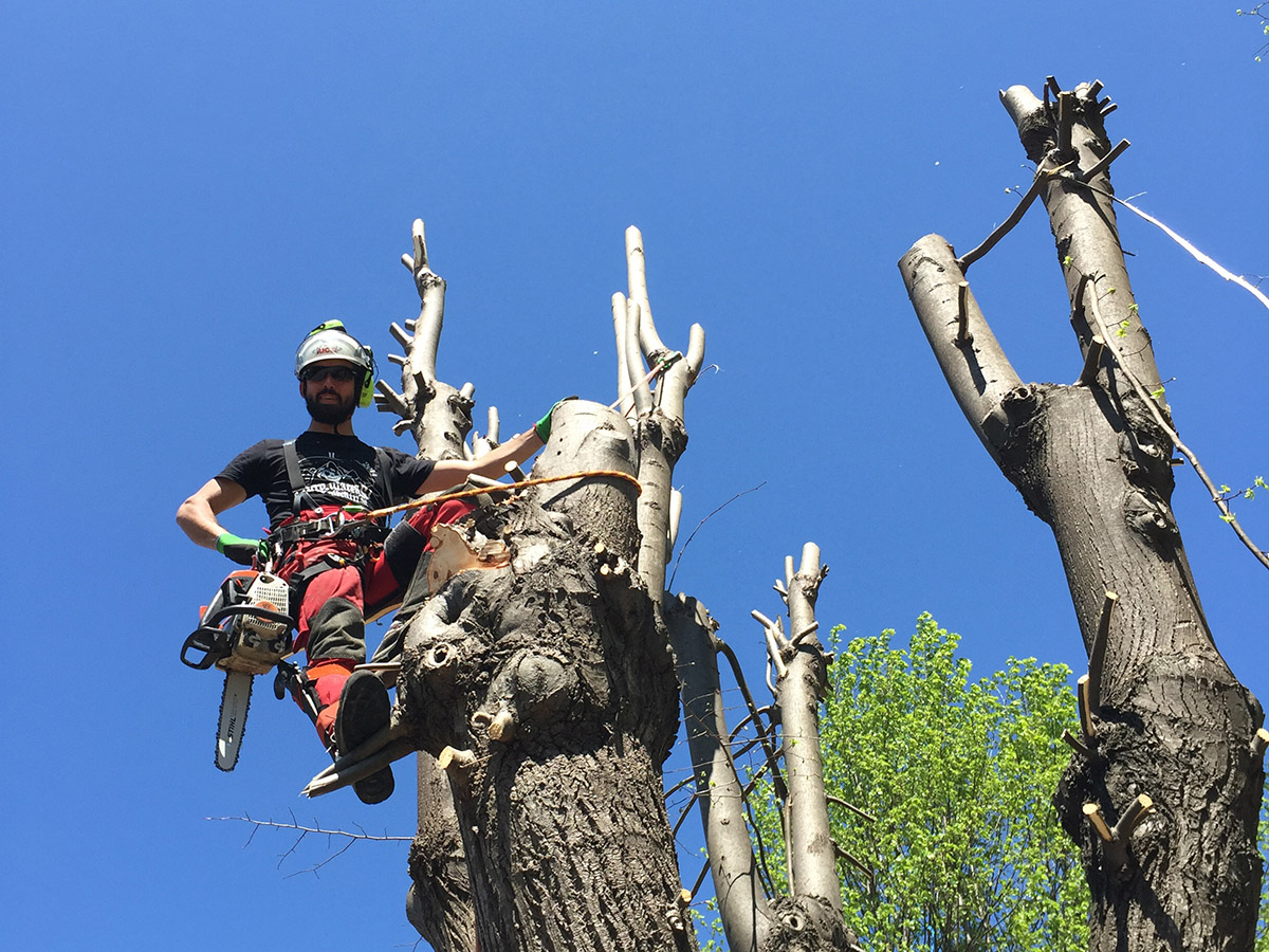 Cooperativa Lavoro Amico servizio di cura del verde taglio pianta con metodo tree climbing