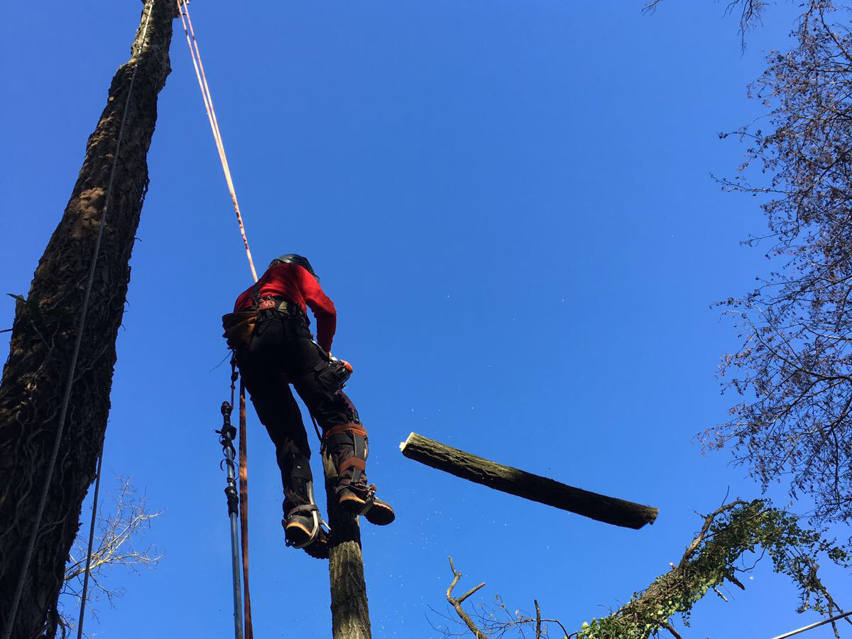 Cooperativa Lavoro Amico servizio di cura del verde taglio pianta in quota con metodo tree climbing