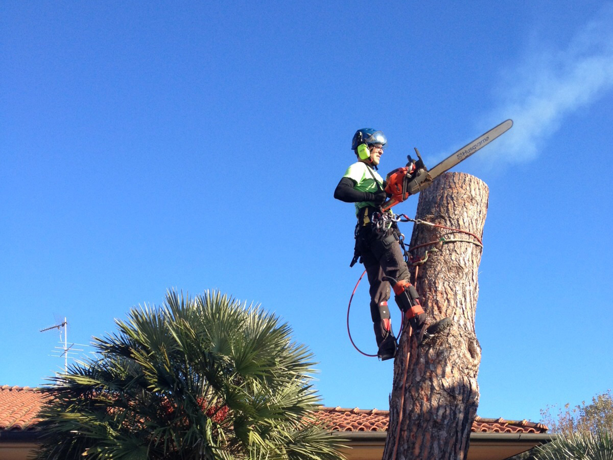 Cooperativa Lavoro Amico servizio di cura del verde taglio pianta in quota con metodo tree climbing